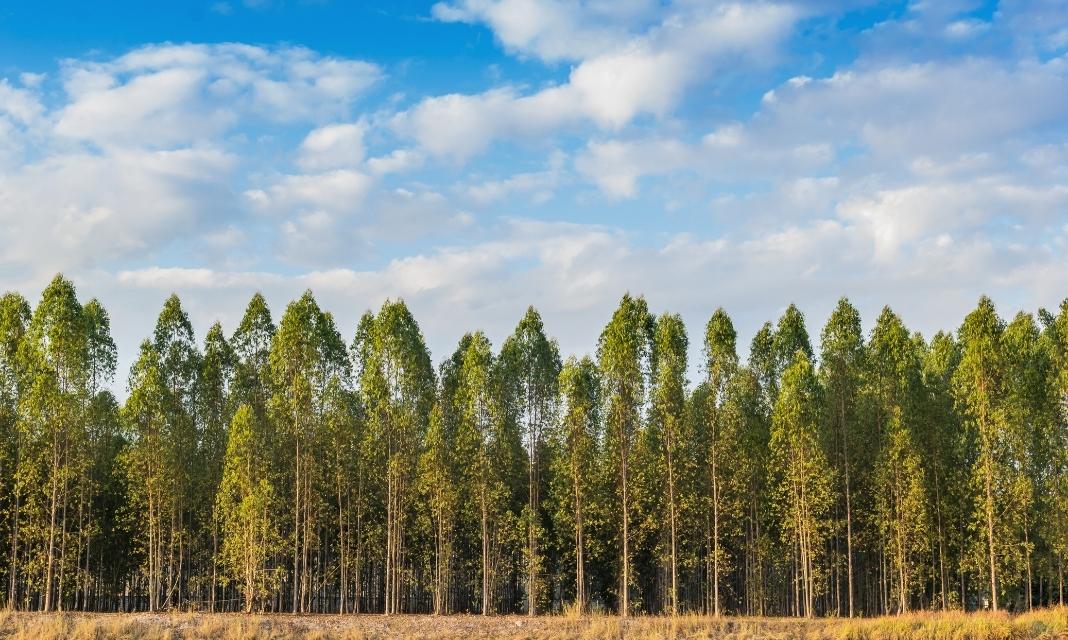 Znaczenie Drzew w Rajczy: Wyjątkowa Rola w Środowisku Naturalnym